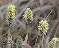 Eriophorum_vaginatum_aa4368