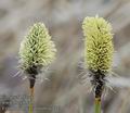 Eriophorum_vaginatum_aa4373