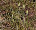 Eriophorum_vaginatum_bt3730