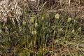 Eriophorum_vaginatum_bt4136