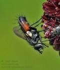 Eriothrix_rufomaculata_bu5419