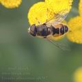 Eristalis_arbustorum_af8787