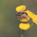 Eristalis_arbustorum_af9905