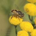 Eristalis_arbustorum_ag0047