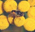 Eristalis_arbustorum_ag0244