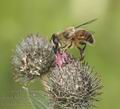 Eristalis_nemorum_ag0003