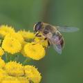 Eristalis_tenax_af8698