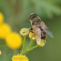 Eristalis_tenax_af8704