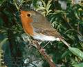 Erithacus_rubecula_8100