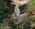 Erithacus_rubecula_8582