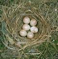 Erithacus_rubecula_8791