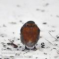 Erithacus_rubecula_ba2868