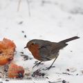 Erithacus_rubecula_ba2886