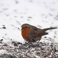 Erithacus_rubecula_ba2902