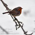 Erithacus_rubecula_ba2906