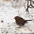 Erithacus_rubecula_ba2909