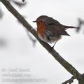 Erithacus_rubecula_ba2924