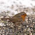 Erithacus_rubecula_ba2973