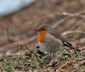 Erithacus_rubecula_br0716