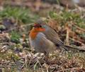 Erithacus_rubecula_br0727