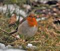 Erithacus_rubecula_br0730