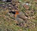 Erithacus_rubecula_br0792