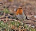 Erithacus_rubecula_br0805