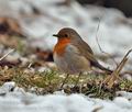 Erithacus_rubecula_br0976