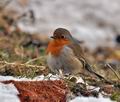 Erithacus_rubecula_br0977