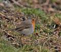 Erithacus_rubecula_br1115