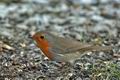 Erithacus_rubecula_ca7253