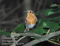 Erithacus_rubecula_d218