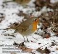 Erithacus_rubecula_d6953