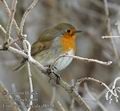 Erithacus_rubecula_d8028