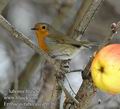 Erithacus_rubecula_d8036