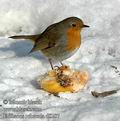 Erithacus_rubecula_d8287