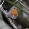 Erithacus_rubecula_ff4345