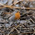 Erithacus_rubecula_ff4353