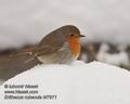 Erithacus_rubecula_hf7971