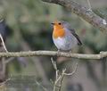 Erithacus_rubecula_kb3221