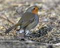 Erithacus_rubecula_ma5562