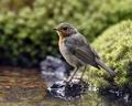 Erithacus_rubecula_mb5457