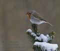 Erithacus_rubecula_pa3183975