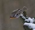 Erithacus_rubecula_pa3183977