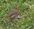 Erithacus_rubecula_r996557