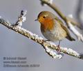 Erithacus_rubecula_rb3910