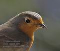 Erithacus_rubecula_rd2135