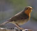 Erithacus_rubecula_rd2137