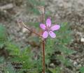 Erodium_cicutarium_aa6367