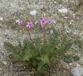 Erodium_cicutarium_aa6371